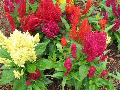 Century Mix Celosia / Celosia 